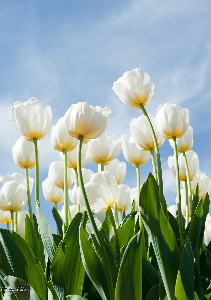 fehér virágok, tulipano bianco Sfondo del telefono HD