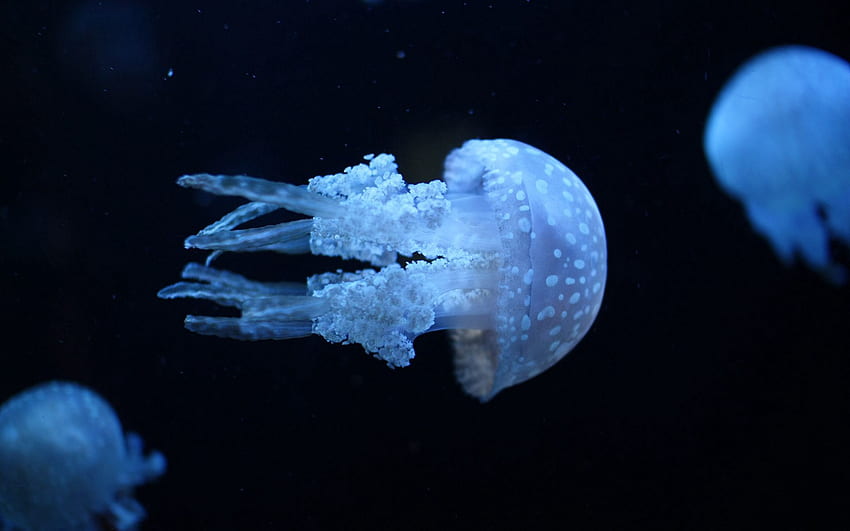 Animals, Jellyfish, Dark, Underwater World, To Swim, Swim HD wallpaper