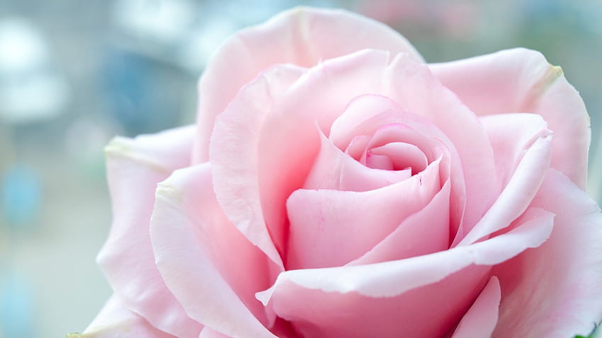 Róża, słodka, kwiatowa, różowa róża, piękna, piękna, ładna, różowa, ładna, kwiat, śliczna, kwitnąca Tapeta HD