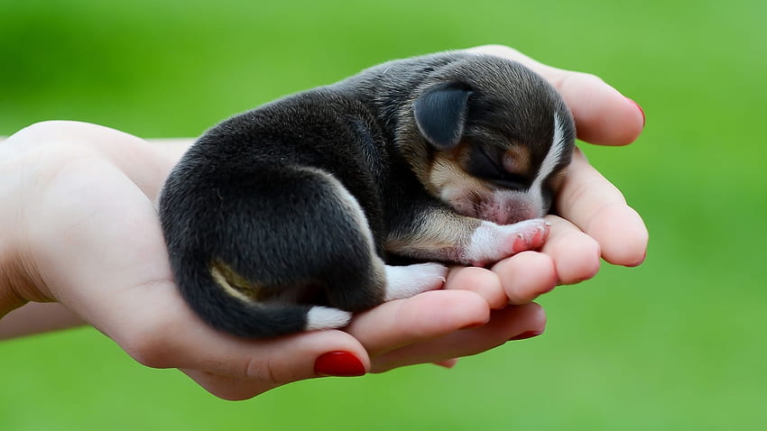 Сладко кученце - Бебе новородено кученце бигъл,, Сладки бебета кученца HD тапет