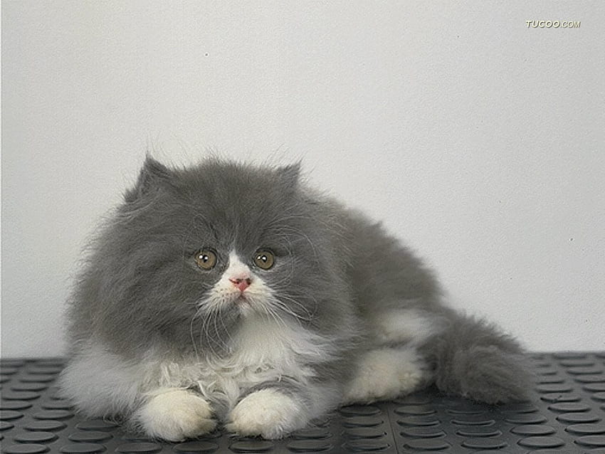 gato fofo, sentado, fofo, gato, cabelo comprido, branco cinza papel de parede HD