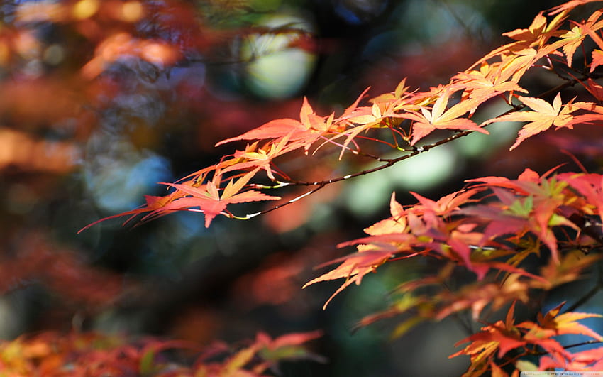 Japanese Maple Leaves, Fall Colors ❤ for HD wallpaper