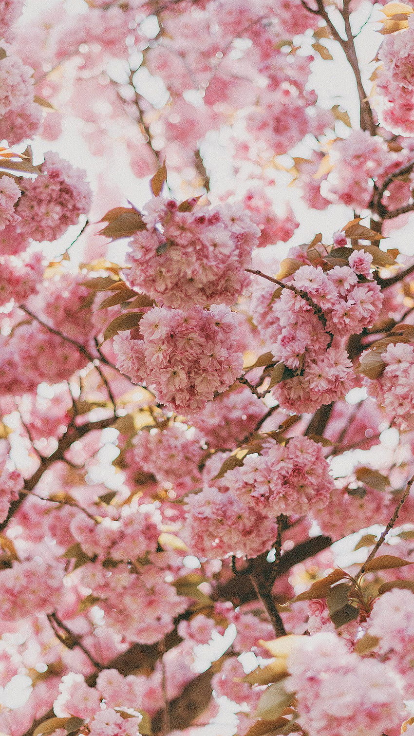 Cherry Blossoms Sakura Japonya Android - Android, Japonya Cherry Blossom iPhone HD telefon duvar kağıdı