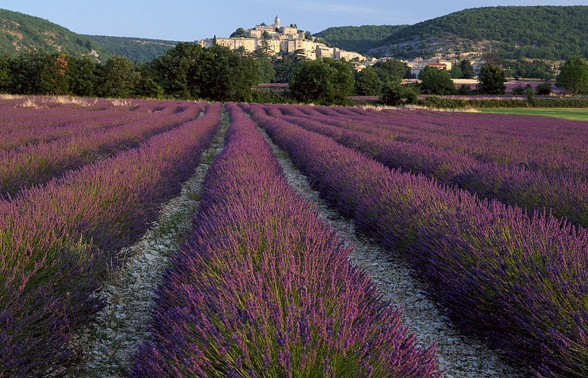 Лавандула, Франция, поле, цвете, полета, Банон, природа, цветя, Прованс, пътуване HD тапет