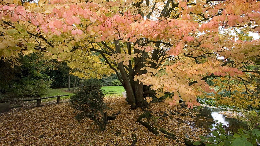Hari Musim Gugur, sungai, warna, semak, tanah, siang hari, hari, pohon, musim gugur, air, bangku, berwarna merah muda, Daun-daun, hijau, kuning, alam, hutan, aliran Wallpaper HD