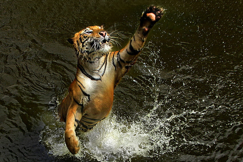 虎、野生、水、動物 高画質の壁紙