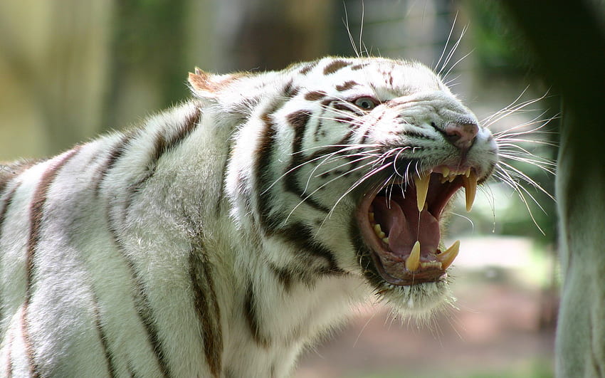 Animali, sorriso, strisce, rabbia, tigre del Bengala, rabbia Sfondo HD