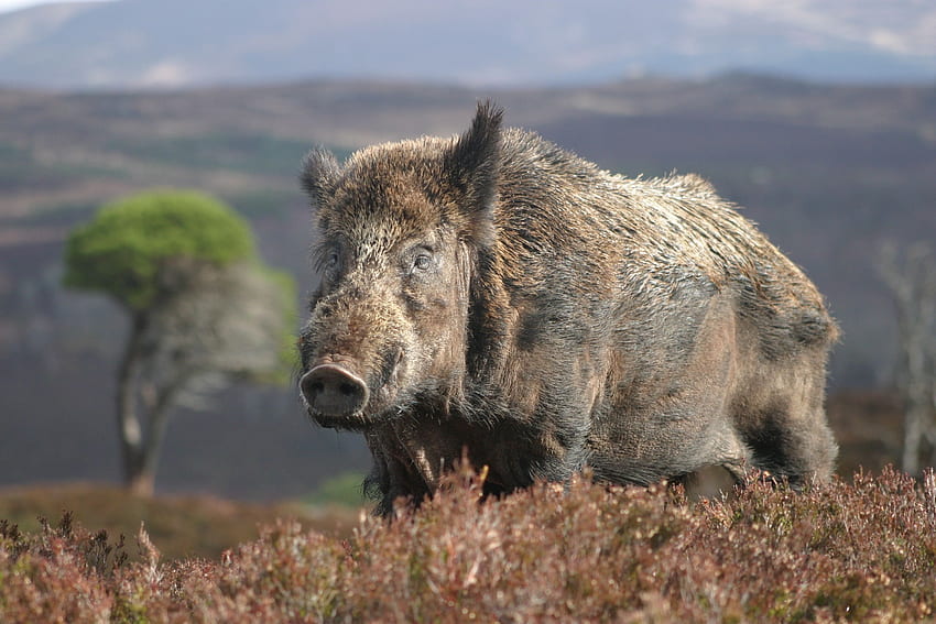 Wild Pigs, Wild Boar HD wallpaper
