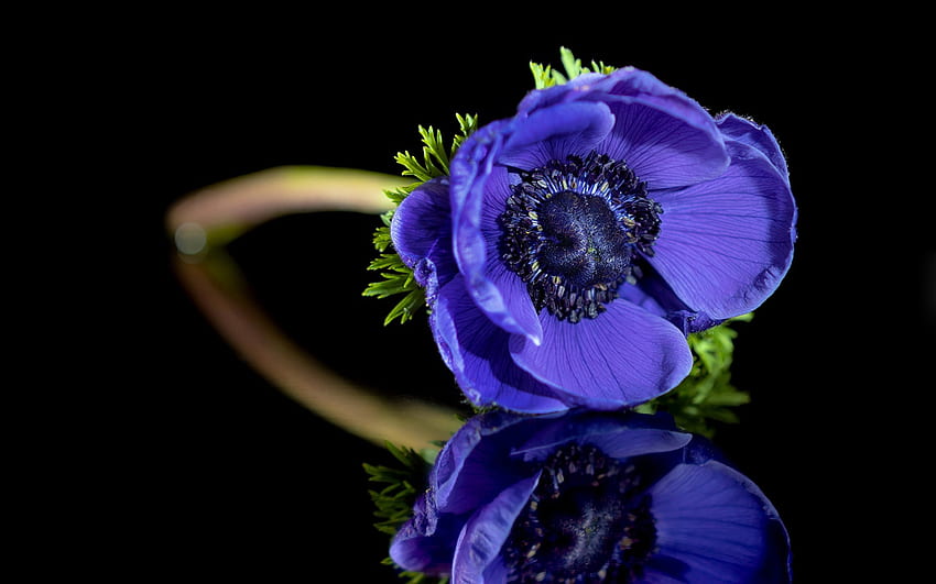 Flower, plant, nature, Blue HD wallpaper