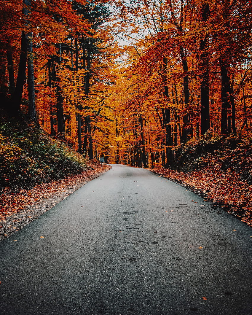 natureza, outono, estrada, virar, asfalto, folhagem Papel de parede de celular HD