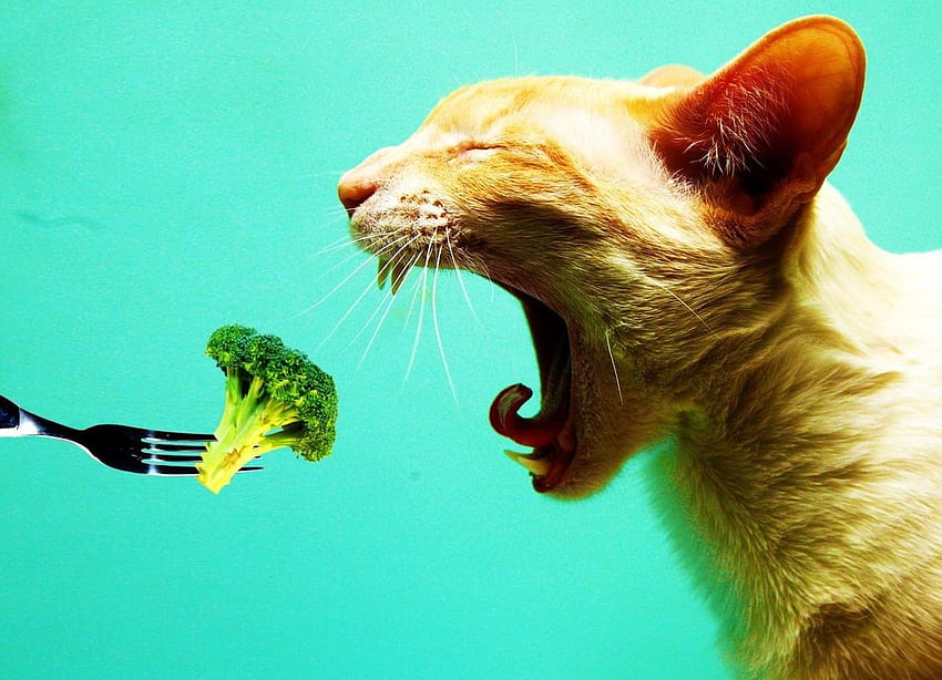 gatto affamato, mangiare, gatto, pasto, verde Sfondo HD