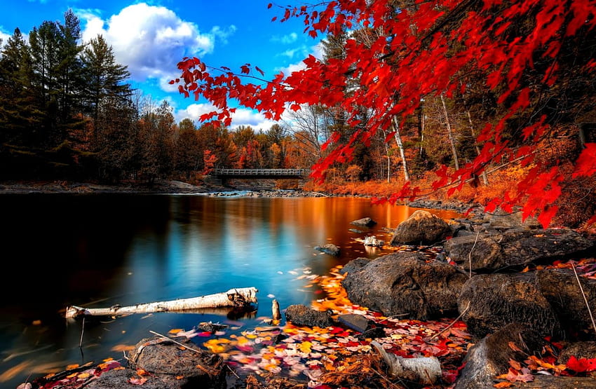 Paysage de forêt d'automne haute définition - haute résolution, haute qualité Fond d'écran HD