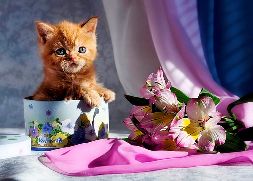 Surprise ! I'm right here, animal, cute, cat, beautiful, small, gift, kittens, pink, box, flowers, surprise HD wallpaper