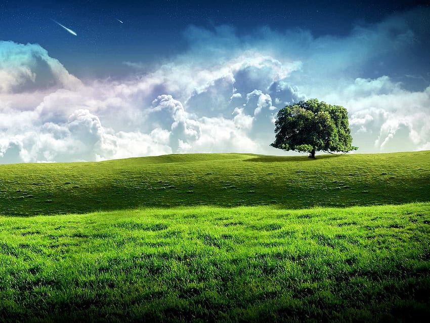 Природа, трева, небе, звезди, облаци, дърво, дърво, зеленина, поляна HD тапет