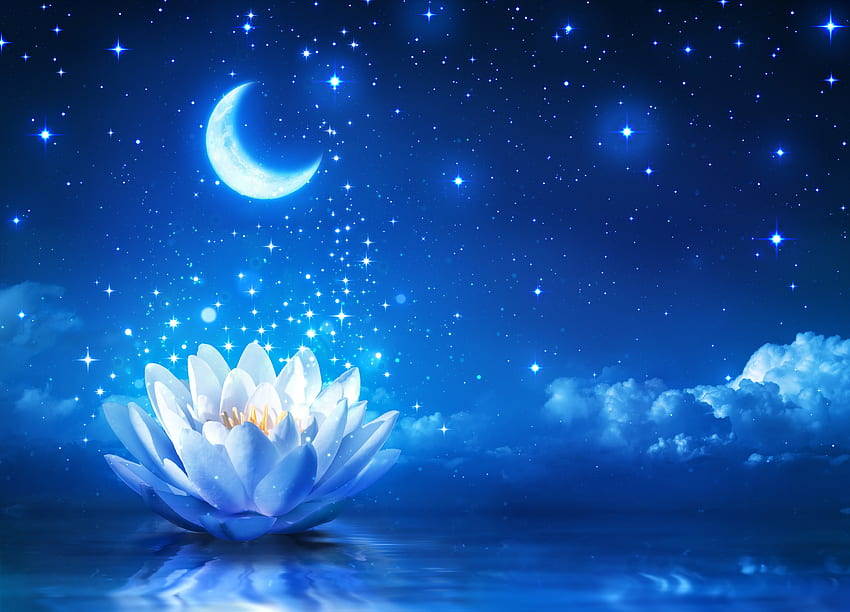 luna cielo noche loto flores estrellas y , loto azul fondo de pantalla