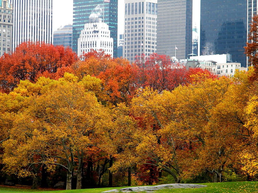 Clip Art and Autumn Colors and New York City Skyline [] for your , Mobile & Tablet. Explore NYC Fall . New York for HD wallpaper