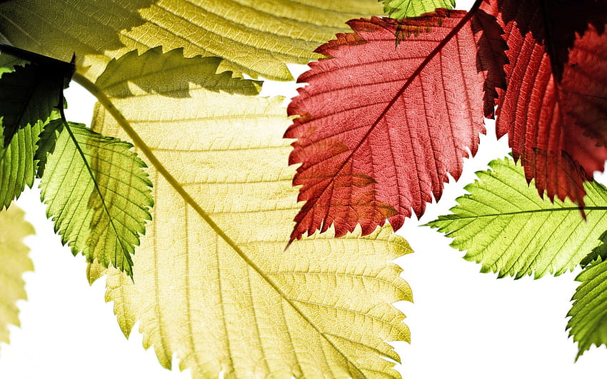 *** Lindas folhas coloridas ***, outono, colorido, folhas, natureza papel de parede HD