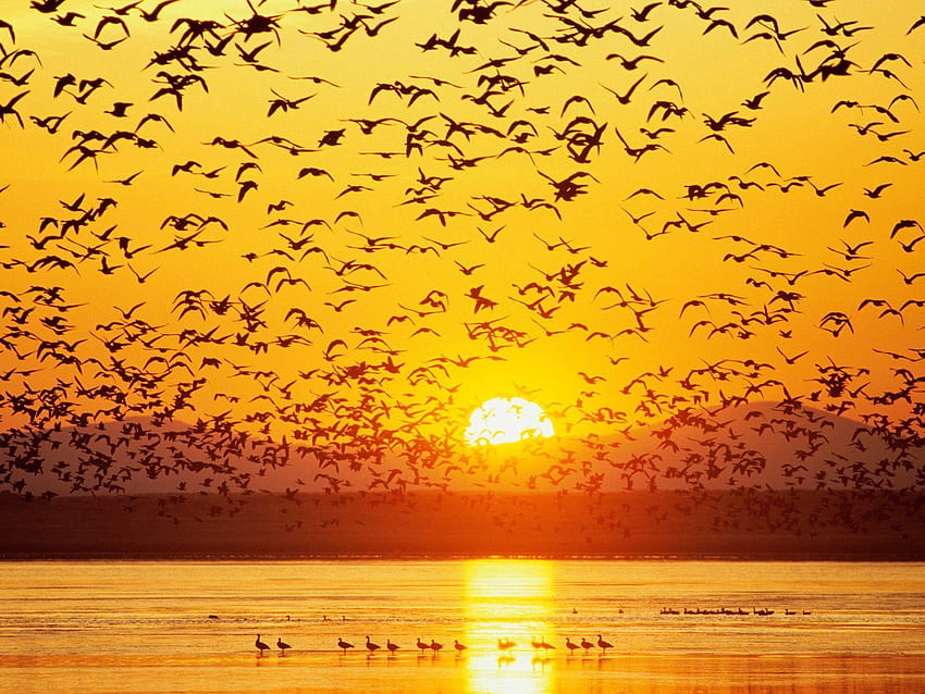 Animals, Birds, Sunset, Sky, Mountains, Sea HD wallpaper
