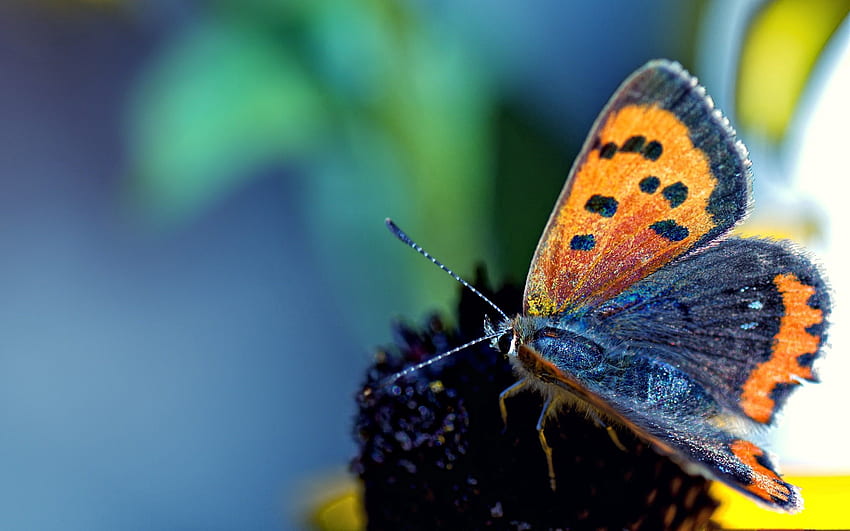 Makro, gefleckt, fleckig, Schmetterling, Flügel, Antennen, Ranken HD-Hintergrundbild
