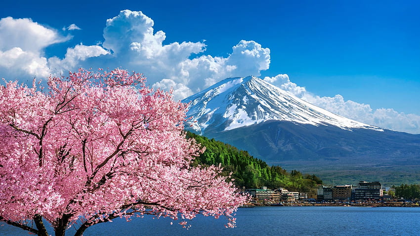 Mount Fuji at spring, blossoms, cherry, japan, pink, sakura, landscape HD wallpaper