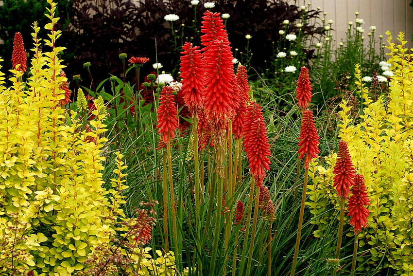 Цветя, растящи в градината, жълто, зелено, червено, красива, природа, цветя HD тапет