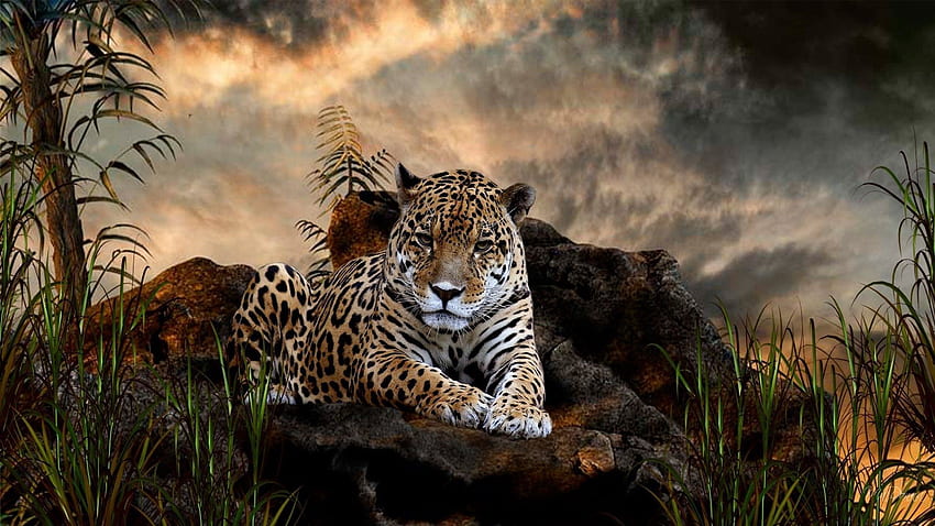 Animals, Grass, Stones, Leopard, To Lie Down, Lie, Predator, Big Cat HD wallpaper