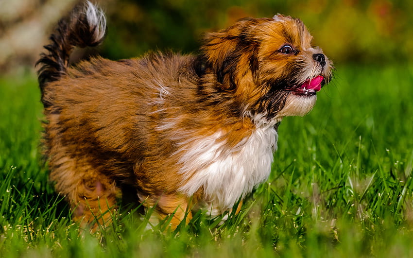 Lhasa Apso, , Lawn, Dogs, Close Up, Pets HD wallpaper