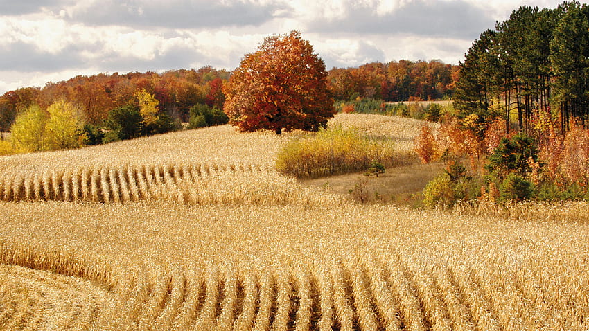 Harvest, Corn Field HD wallpaper
