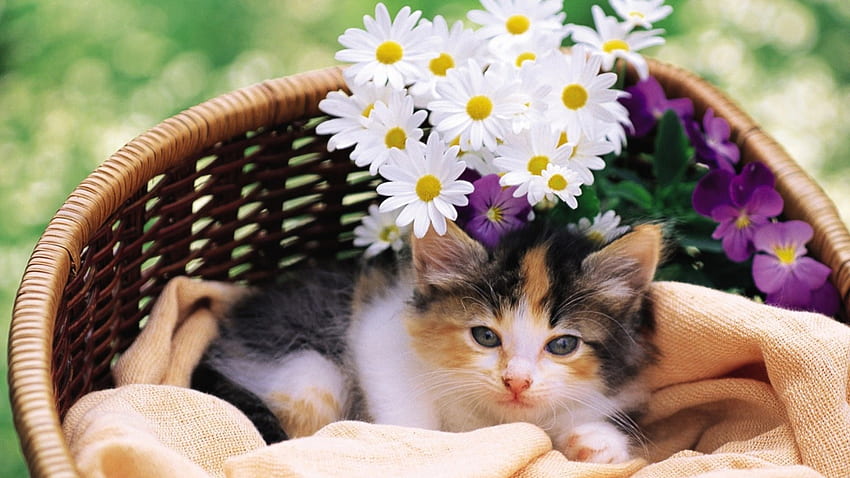 Calico Kitty, basket, kitten, flowers, animals HD wallpaper