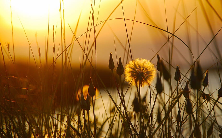 Matahari Terbenam, Rumput, Bunga, Senja, Awal Musim Panas IPhone 8 7 6 6S , Latar Belakang Wallpaper HD