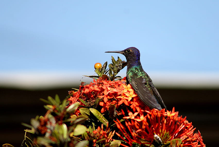 Animali, fiori, colibrì, uccelli Sfondo HD