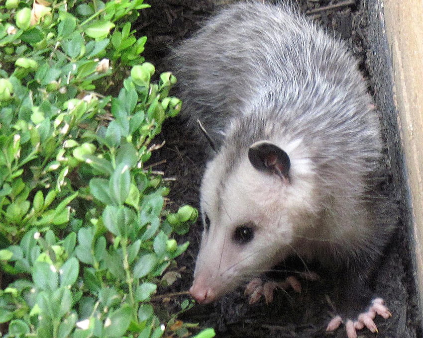 Opossums: The Garden's Nightly Clean Up Crew, Baby Possum HD wallpaper