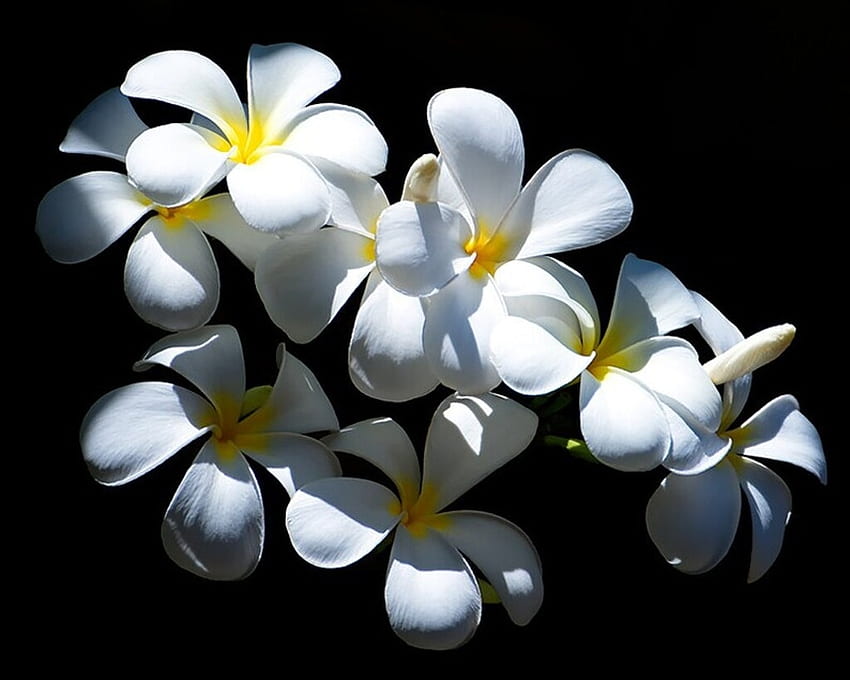 Frangipani, Flowers, White, Black background, Plumeria HD wallpaper