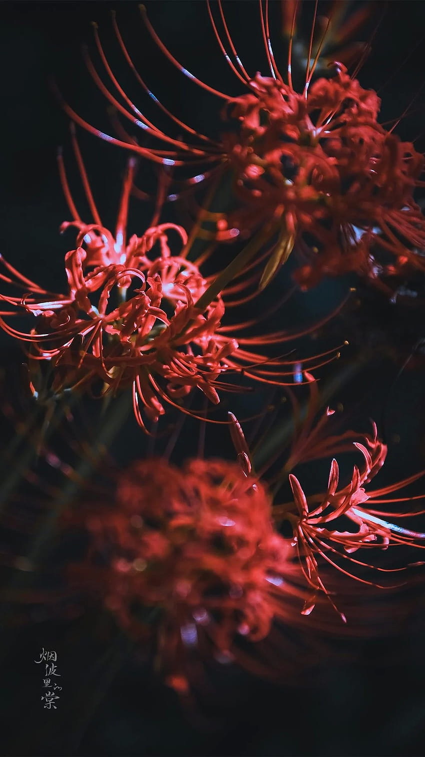 ฮิกังบานะ. ความคิด ลิลลี่แมงมุมแดง, radiata, ดอกไม้ วอลล์เปเปอร์โทรศัพท์ HD
