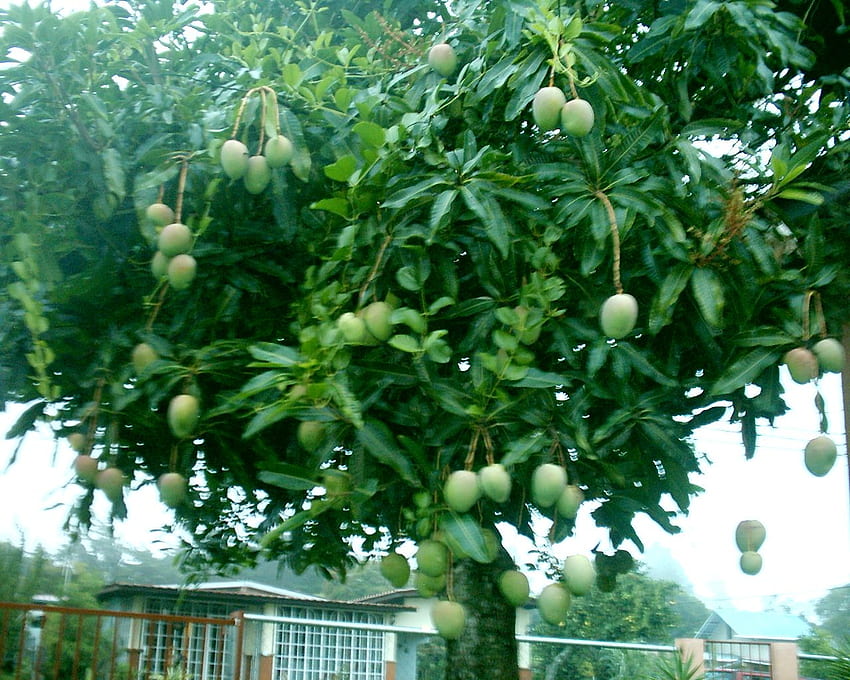Fruit Tree of the Day: Mango HD wallpaper