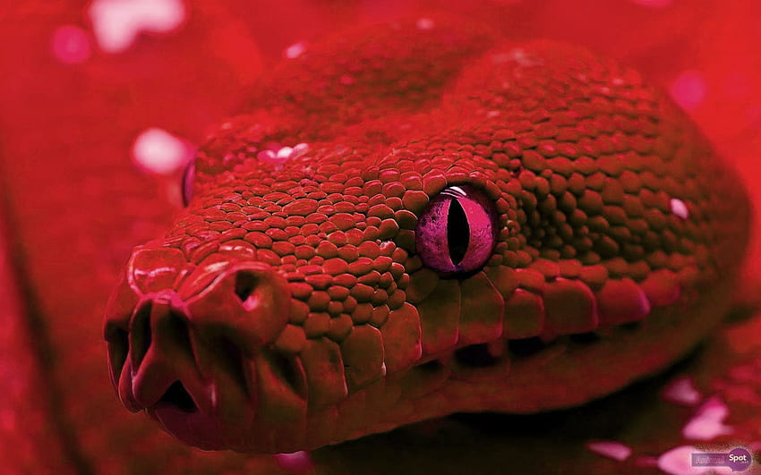 붉은 뱀, 검은색과 붉은색 뱀 HD 월페이퍼