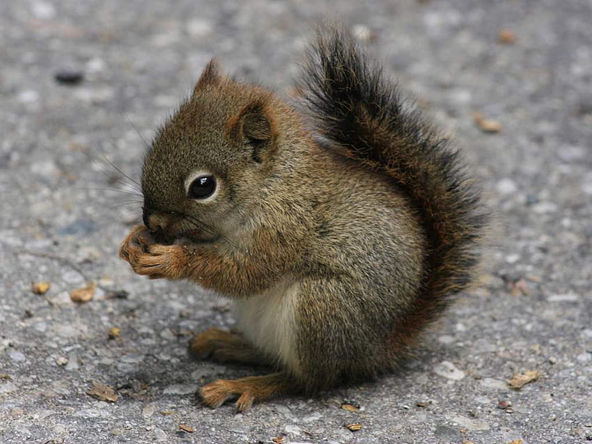 Baby Squirrel, Cool Squirrel HD wallpaper
