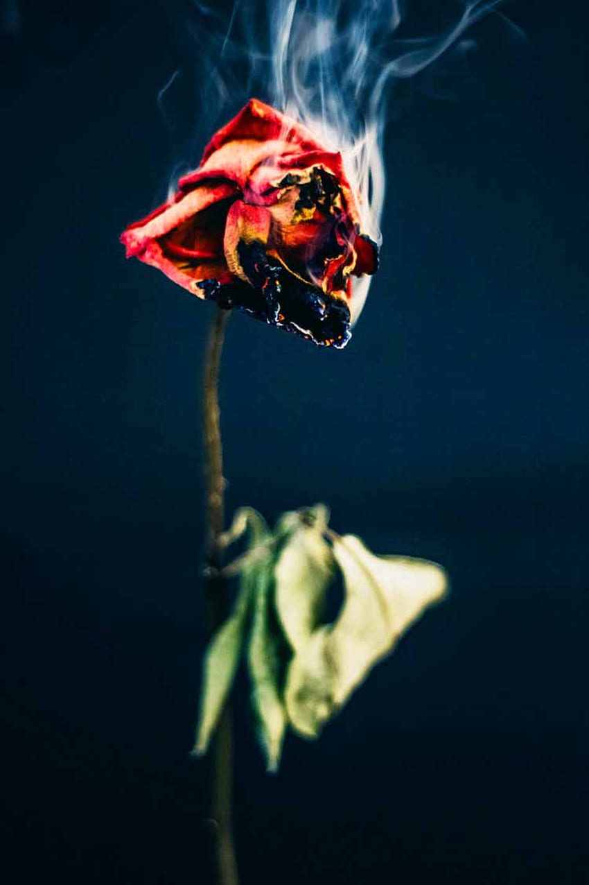 Dead Rose, Dying Rose HD phone wallpaper