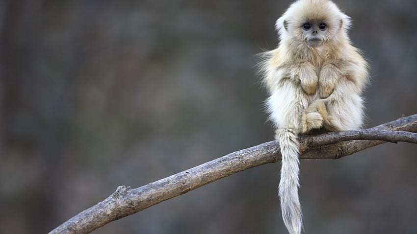 Baby Snub Nosed Monkey From Central China In Resolution, Gabon HD wallpaper