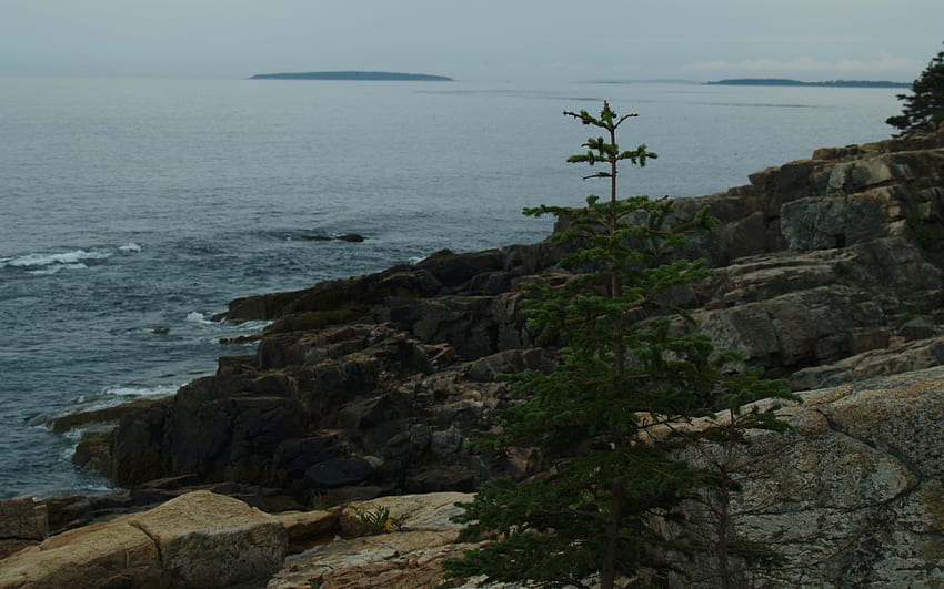 The Lonely Pine, pino, acadia, costa, atlántico, maine, océano, montaña fondo de pantalla