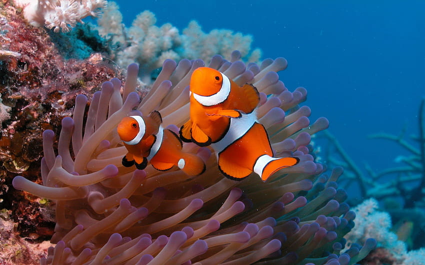 魚 カクレクマノミ サンゴ礁 – 動物 魚、サンゴ礁コンピュータ 高画質の壁紙