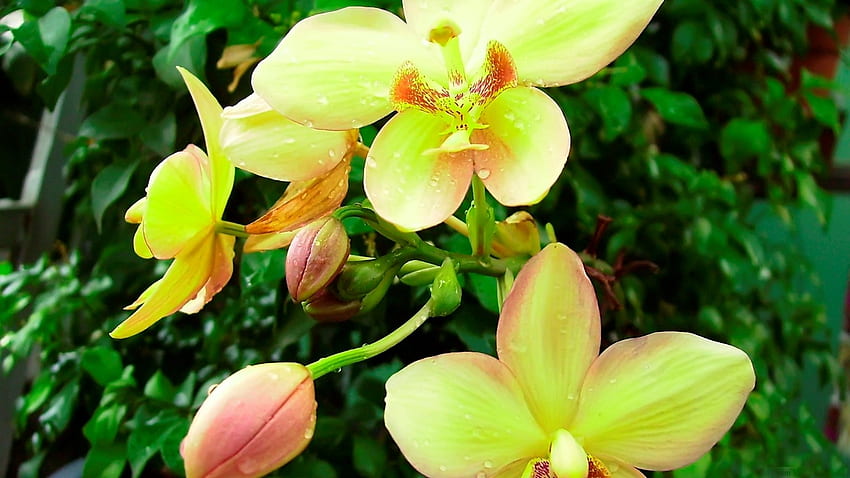 Yellow Orchids, buds, petals, yellow, nature, flowers, orchids HD wallpaper