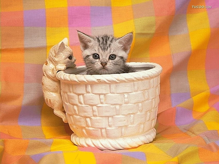 Kitten, cats, kitties HD wallpaper