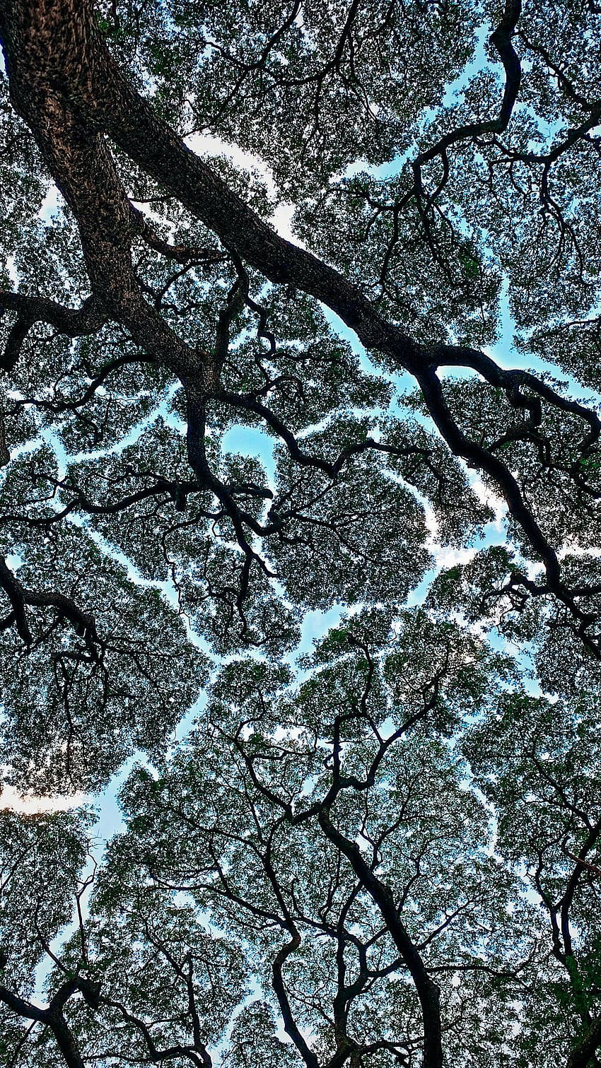 Low Angle graphy Of Tree – Tree, Crown Shyness HD phone wallpaper