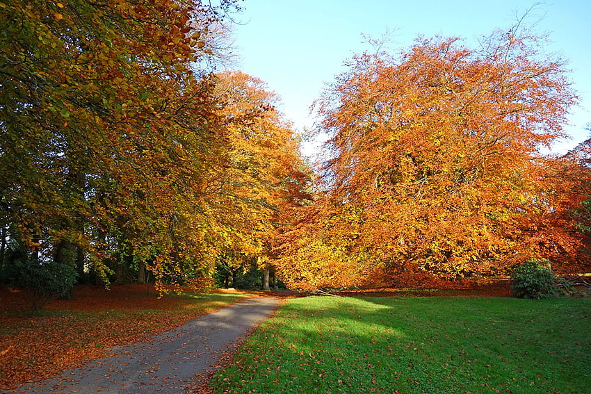 Ireland Rowallen Gardens Saintfield Nature Autumn HD wallpaper | Pxfuel