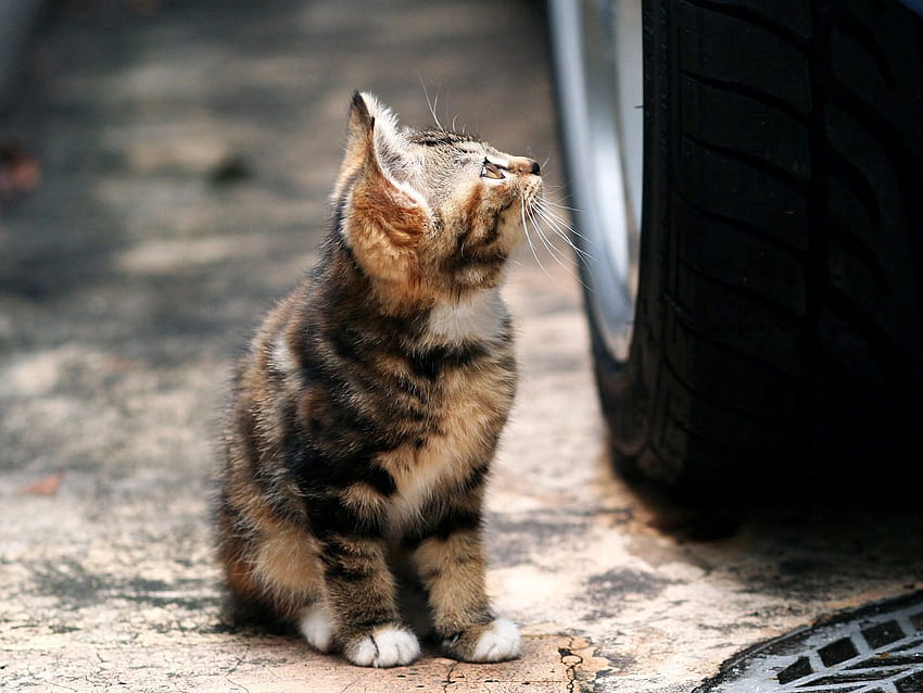 Animals, Kitty, Kitten, Muzzle, Tire, Tyre HD wallpaper