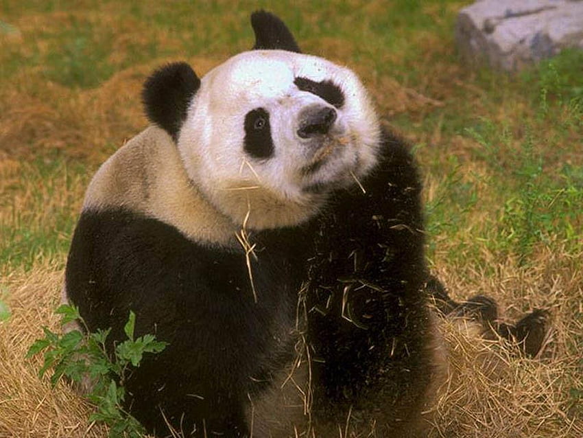 หมีแพนด้าสำหรับ leo19 หมี สัตว์ ขาวดำ ธรรมชาติ จีน หมีแพนด้า วอลล์เปเปอร์ HD