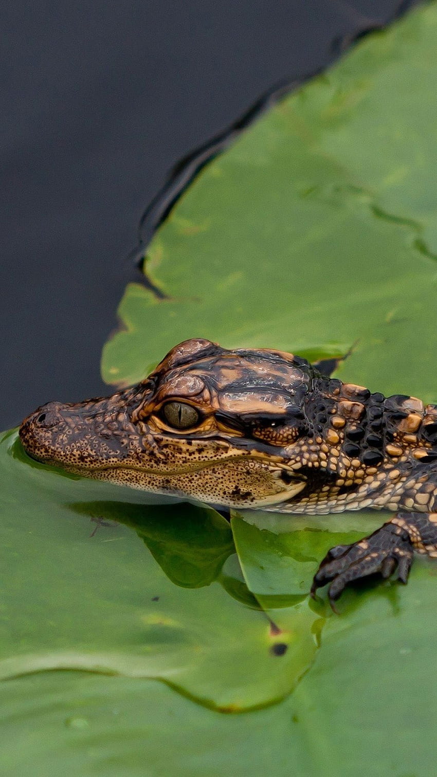 Psychedelic Neon Crocodile iPhone Wallpaper - Vibrant Jungle Predator -  HeroWall