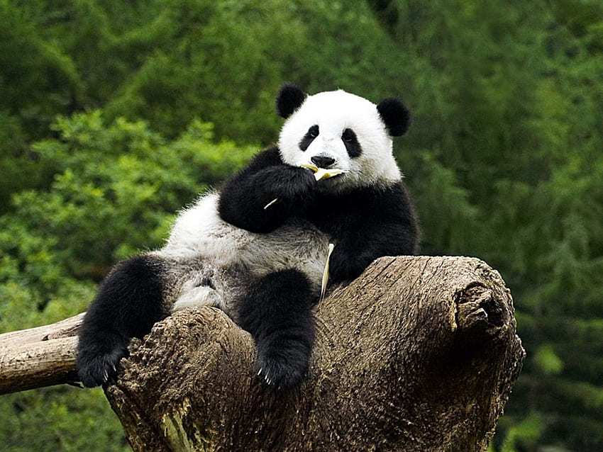 Citas divertidas de pandas. CitasGram, Crazy Panda fondo de pantalla