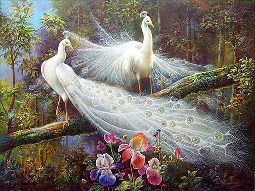 White peacocks, white, art, bird, painting, paun, pictura, couple, peacock  HD wallpaper | Pxfuel
